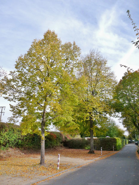  - 2020 - 03 - Toamna