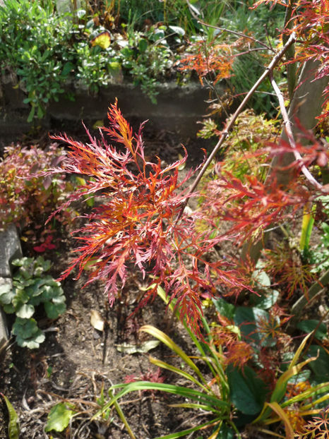  - 2020 - 03 - Toamna