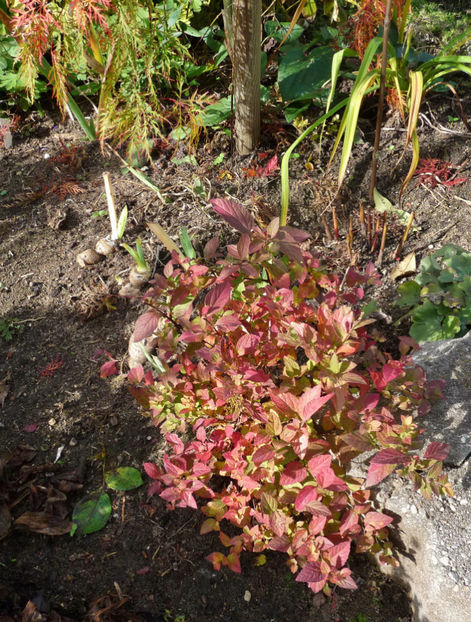  - 2020 - 03 - Toamna