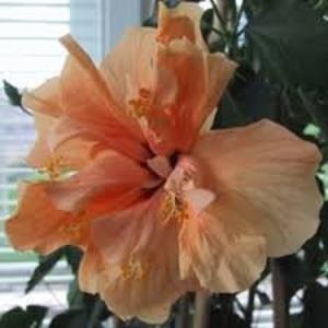 Apricot - H - Hibiscusi