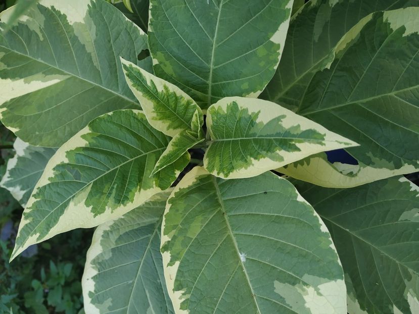 Katrin Bronte - B-Brugmansia si alte tropicale