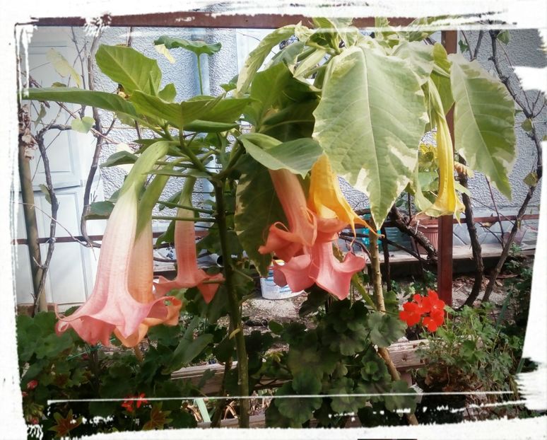 Maya - B-Brugmansia si alte tropicale