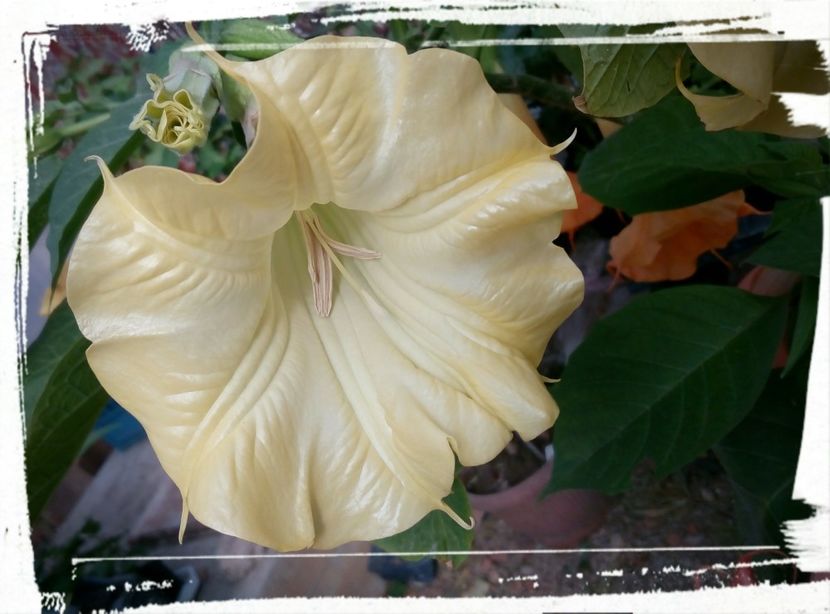  - B-Brugmansia si alte tropicale