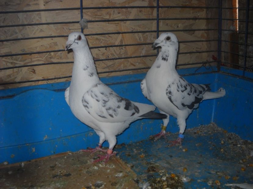 12 - UNDEVA IN SUCEAVA arhiva