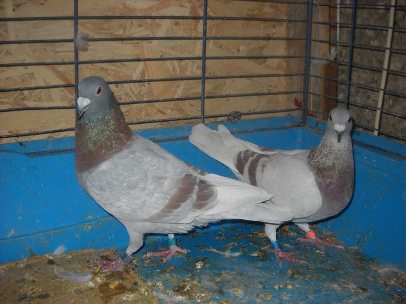  - PORUMBEI VANDUTI 2