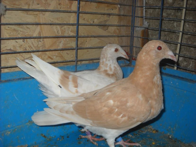  - UNDEVA IN SUCEAVA arhiva