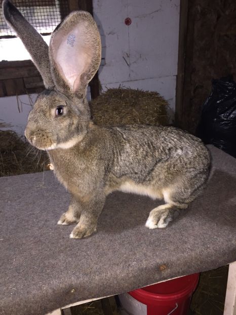 F04DBB20-C638-4A14-B5F7-AF5D054507BD - RO 8-3036