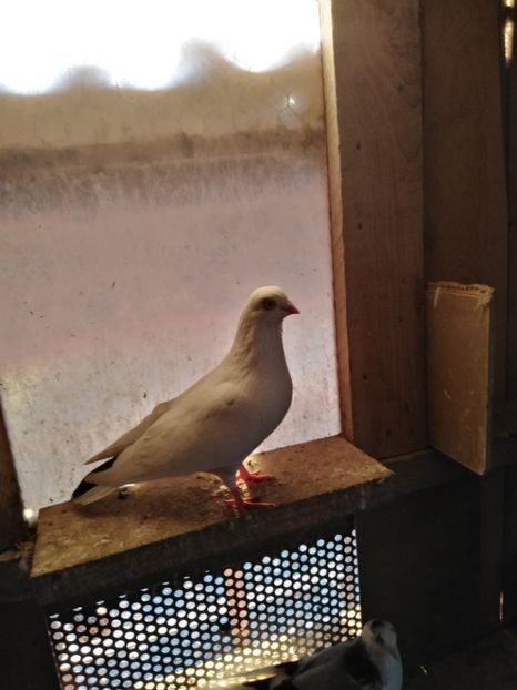  - Jucatori de Galati