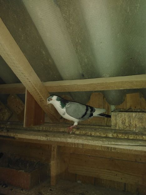  - Jucatori de Galati