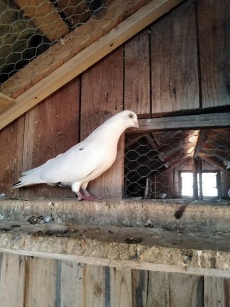  - Jucatori de Galati