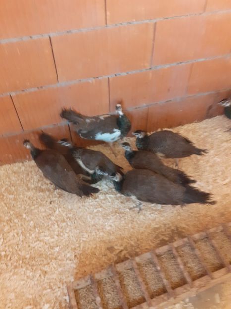  - vand pui de paun 2020