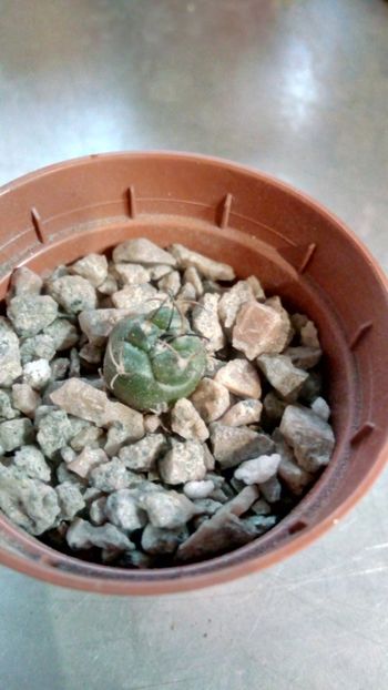 T. macrochele subs. frailensis MZ578 - Turbinicarpus