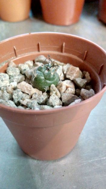 T. macrochele subs. frailensis MZ578 - Turbinicarpus