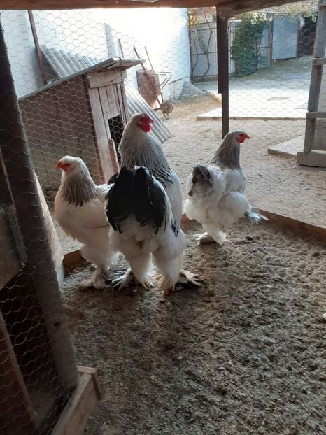  - 2021-03 Brahma hda fam 3