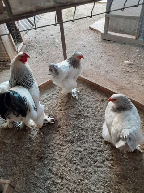  - 2021-03 Brahma hda fam 3