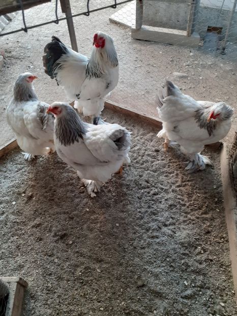  - 2021-03 Brahma hda fam 3