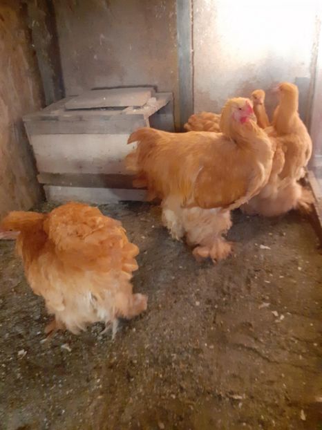  - 2021-07 Cochinchina galben fam 2