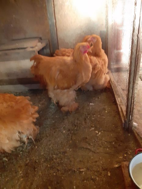  - 2021-07 Cochinchina galben fam 2