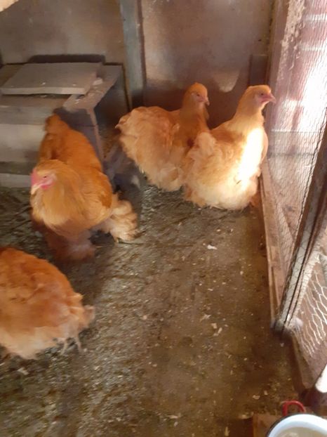  - 2021-07 Cochinchina galben fam 2