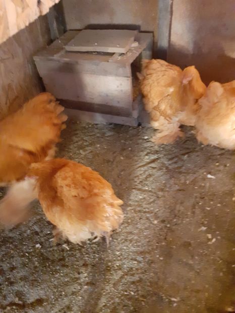  - 2021-07 Cochinchina galben fam 2