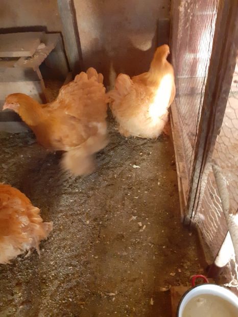  - 2021-07 Cochinchina galben fam 2