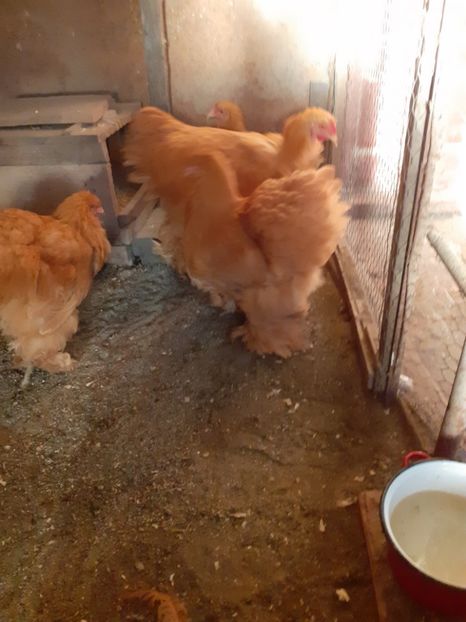  - 2021-07 Cochinchina galben fam 2