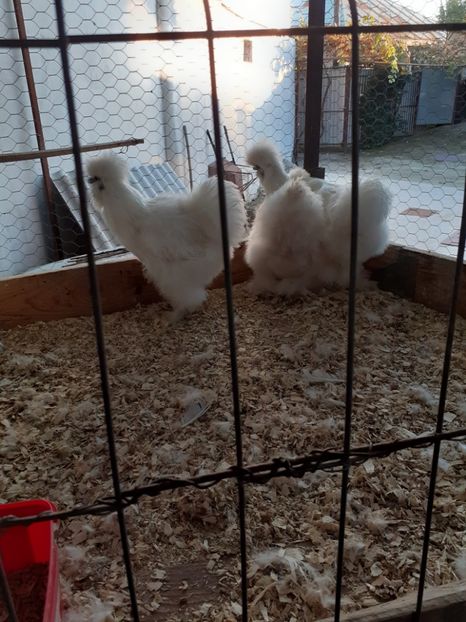  - 2021-10 matase jap alba fam 1