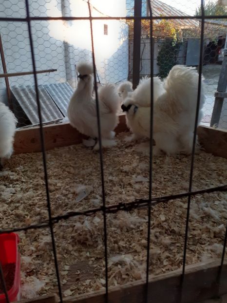  - 2021-10 matase jap alba fam 1