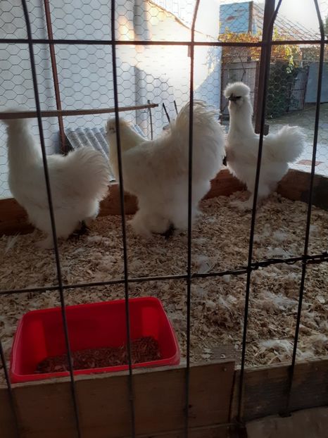  - 2021-10 matase jap alba fam 1