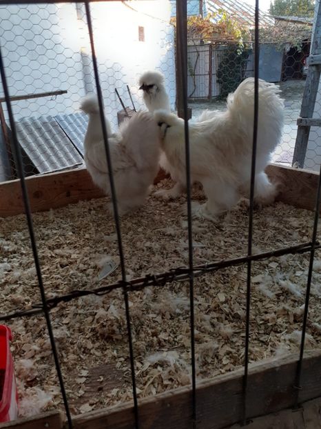  - 2021-10 matase jap alba fam 1