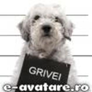 avatare_gratuite_20192a0987e89fc9b6ac486aac567713[1] - poze