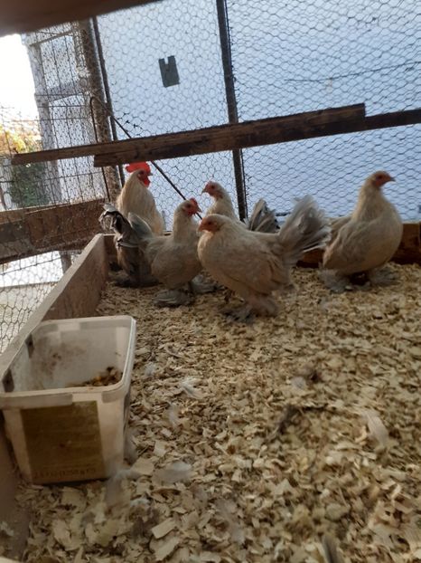  - 2021-20 Mii de flori isabel portelan fam 2