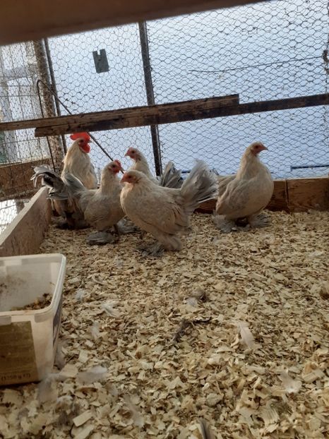  - 2021-20 Mii de flori isabel portelan fam 2