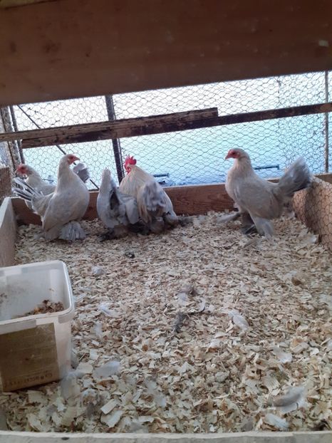  - 2021-20 Mii de flori isabel portelan fam 2