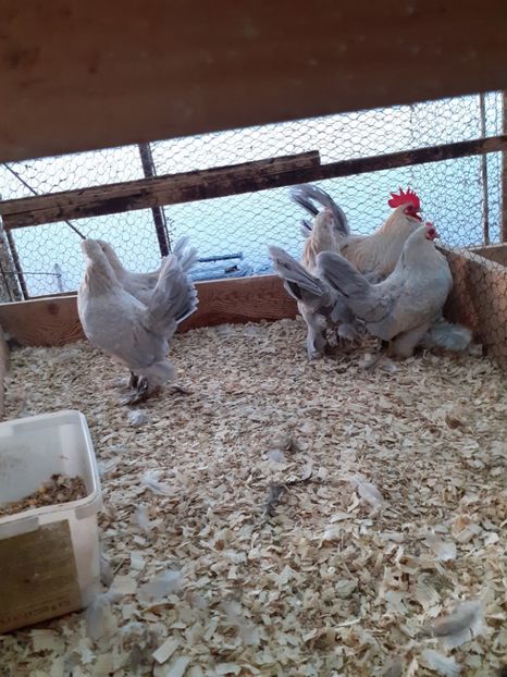  - 2021-20 Mii de flori isabel portelan fam 2