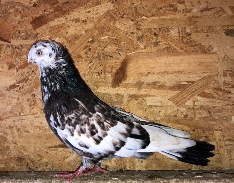 8697  mascul  2020_2 - pui 2020 BM