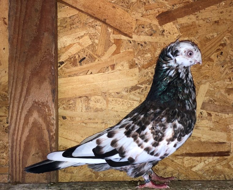 8697  mascul  2020_3 - pui 2020 BM