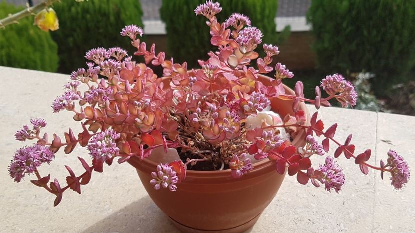 Sedum sieboldii variegat - Suculente de exterior 2018-2021