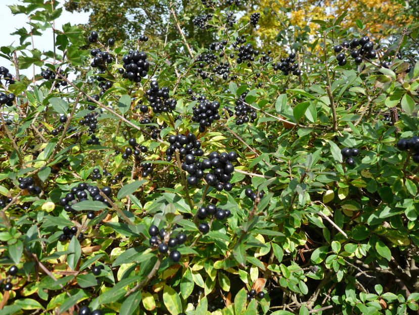  - 2020 - 03 - Toamna