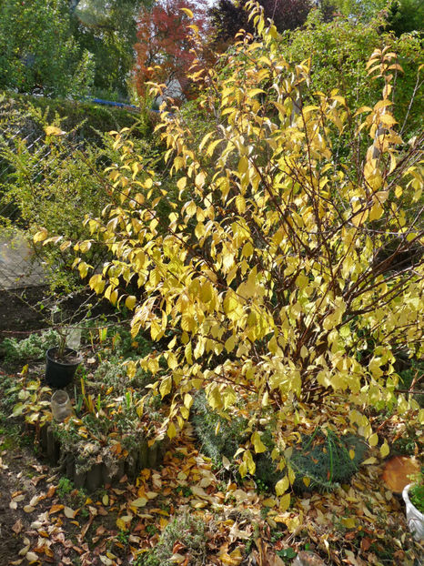  - 2020 - 03 - Toamna