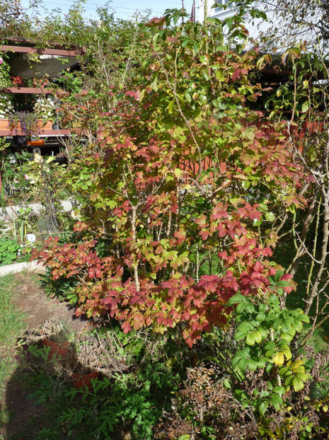  - 2020 - 03 - Toamna