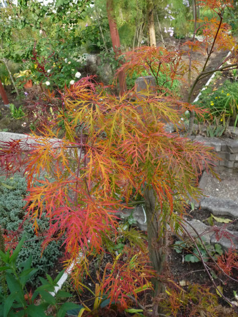  - 2020 - 03 - Toamna