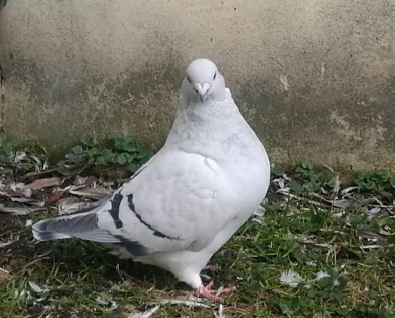 PL20-JRS 5 (F.) - g- MLODE-2020 - Youth