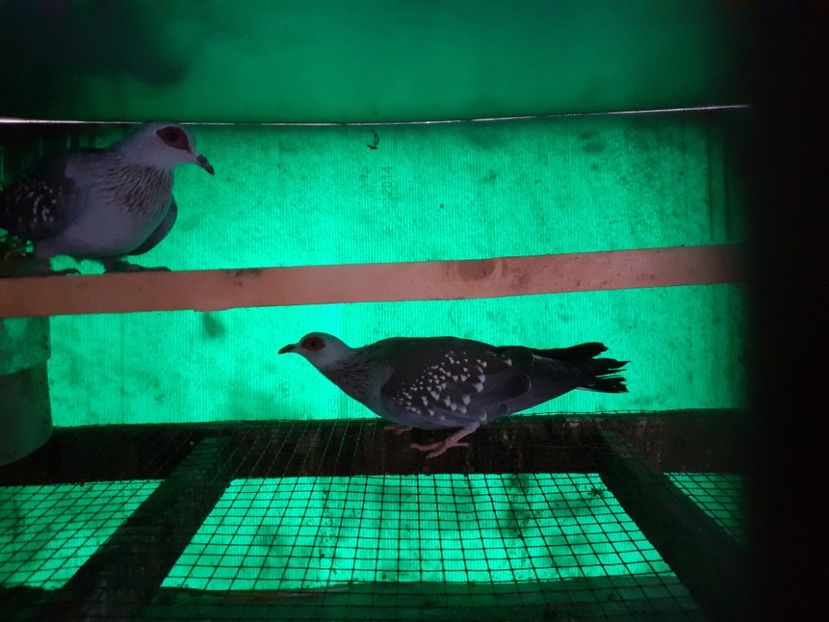  - Porumbei de Guinea