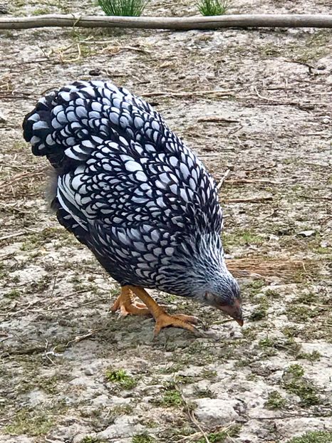 866BA573-7A24-48F7-AD66-F5CFBFEF8EBD - Wyandotte argintiu 2021