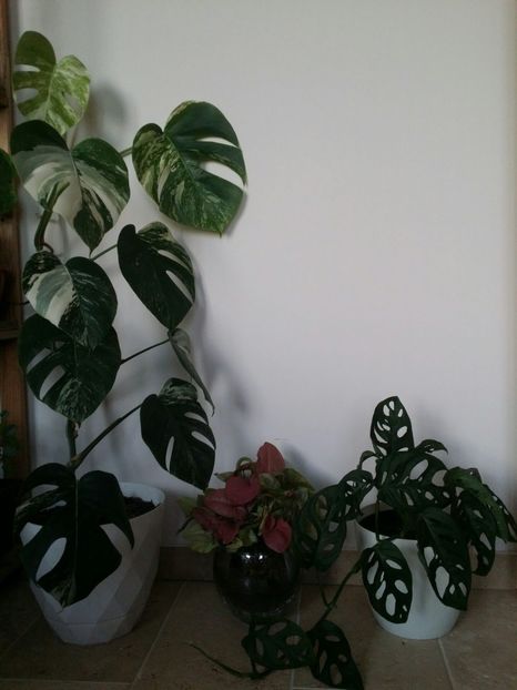  - plantutele mele