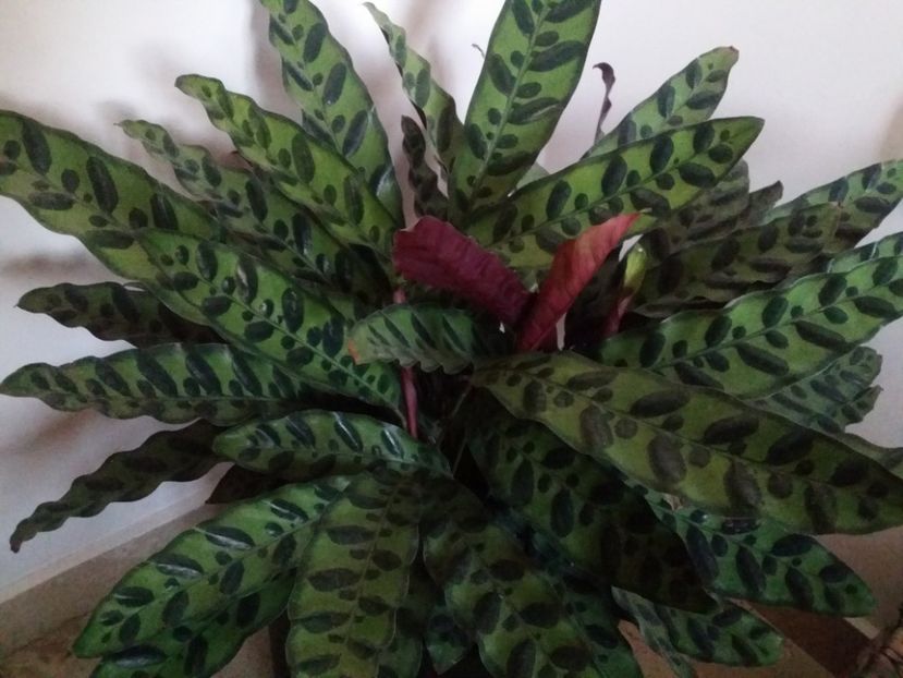  - plantutele mele