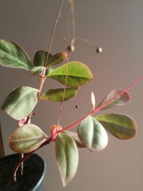  - plantutele mele