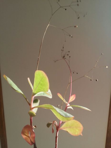  - plantutele mele