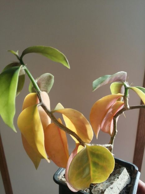  - plantutele mele